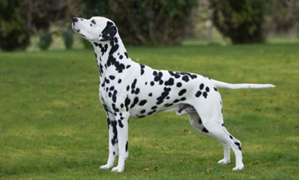 Dalmatian.jpg