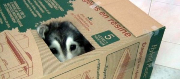 husky-in-box.jpg
