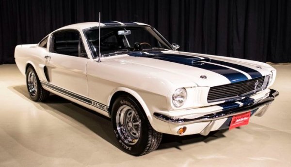 Shelby.jpg