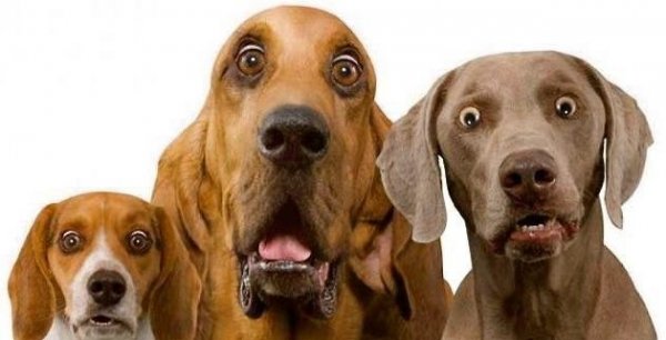 1803080114_3dogs.thumb.jpg.883d760f501a996371d1ccf8995dc597.jpg