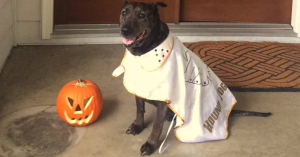 Abbie at Halloween.jpg