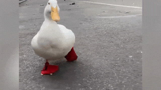 1636698052-Waddling-Duck-Gif.gif