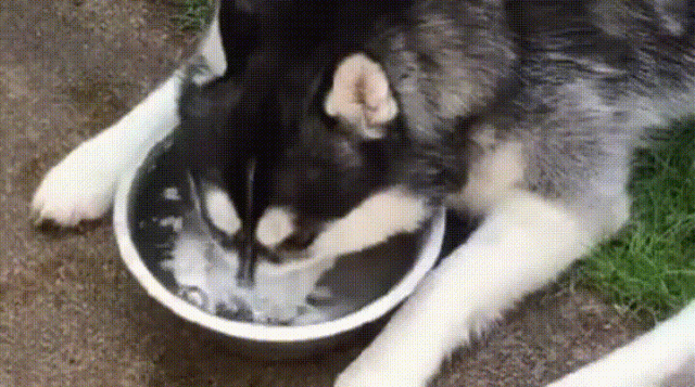 husky_in_water_bowl-DMID1-5g6y0g7nn-640x357.gif