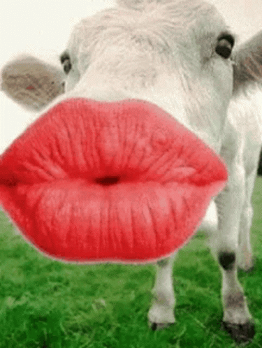 image.thumb.gif.26b5d90c3946d59d80f432302f4baa42.gif