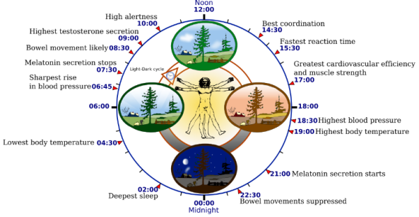 Biological_clock_human_svg.thumb.png.ce471342d40eabb6e294651d0b06753d.png