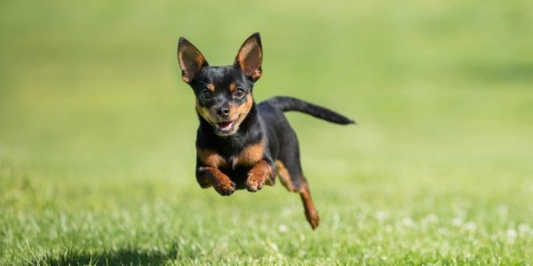 chihuahua_running_speed-1466814299.jpg