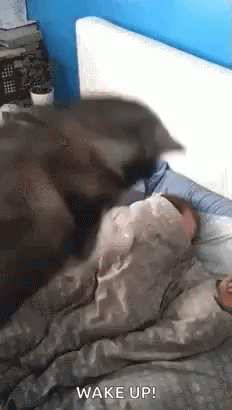 image.thumb.gif.f12145f99450f3fc5eca548ef5136dc1.gif