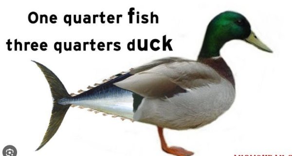 FishDuck_Forum Only.jpg